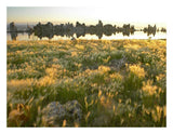 Squirreltail Barley And Tufa Towers Silhouetted At Dawn, Mono Lake, California-Paper Art-26,,X20,,