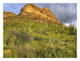 Organ Pipe Cactus Organ Pipe Cactus National Monument, Sonoran Desert, Arizona-Paper Art-26,,X20,,