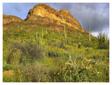 Organ Pipe Cactus Organ Pipe Cactus National Monument, Sonoran Desert, Arizona-Paper Art-42,,X32,,