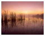 Reeds Reflected In Sweet Bay Pond At Sunrise, Everglades National Park, Florida-Paper Art-18,,X14,,