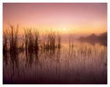Reeds Reflected In Sweet Bay Pond At Sunrise, Everglades National Park, Florida-Paper Art-42,,X32,,