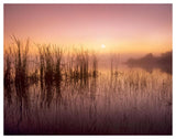 Reeds Reflected In Sweet Bay Pond At Sunrise, Everglades National Park, Florida-Paper Art-50,,X38,,