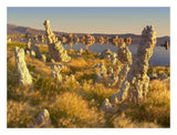 Wind And Rain Eroded Tufa Towers Amid Squirreltail Barley Mono Lake, California-Paper Art-26,,X20,,
