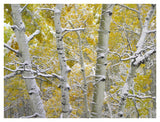 Snow-Covered Aspen Forest Near Kebbler Pass, Gunnison National Forest, Colorado-Paper Art-42,,X32,,