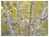Snow-Covered Aspen Forest Near Kebbler Pass, Gunnison National Forest, Colorado-Paper Art-50,,X38,,