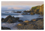 Northern Elephant Seals Resting On The Beach, Point Piedras Blancas, California-Paper Art-38,,X26,,