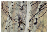 Long-Eared Owl Perching In A Tree, Circumpolar Species, British Columbia, Canada-Paper Art-20,,X14,,
