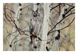 Long-Eared Owl Perching In A Tree, Circumpolar Species, British Columbia, Canada-Paper Art-26,,X18,,