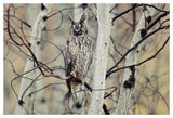 Long-Eared Owl Perching In A Tree, Circumpolar Species, British Columbia, Canada-Paper Art-50,,X34,,