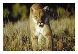 Mountain Lion Or Cougar Walking Through Tall Grass Towards Camera, North America-Paper Art-26,,X18,,
