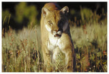 Mountain Lion Or Cougar Walking Through Tall Grass Towards Camera, North America-Paper Art-62,,X42,,
