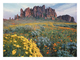 California Brittlebush Lost Dutchman State Park, Superstition Mountains, Arizona-Paper Art-26,,X20,,