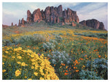 California Brittlebush Lost Dutchman State Park, Superstition Mountains, Arizona-Paper Art-50,,X38,,
