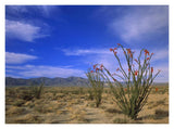 Ocotillo And The Vallecito Mountains, Anza-Borrego Desert State Park, California-Paper Art-18,,X14,,