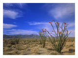 Ocotillo And The Vallecito Mountains, Anza-Borrego Desert State Park, California-Paper Art-26,,X20,,