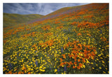 Hills Covered With California Poppies And Lupine Tehachapi Mountains, California-Paper Art-20,,X14,,