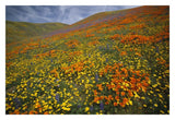 Hills Covered With California Poppies And Lupine Tehachapi Mountains, California-Paper Art-32,,X22,,