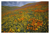 Hills Covered With California Poppies And Lupine Tehachapi Mountains, California-Paper Art-38,,X26,,