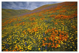 Hills Covered With California Poppies And Lupine Tehachapi Mountains, California-Paper Art-50,,X34,,