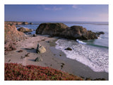 Beach Near San Simeon Creek With Ice Plant In The Foreground, Big Sur, California-Paper Art-26,,X20,,