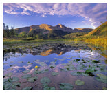 Lily Pads And Reflection Of Snowdon Peak In Pond, West Needle Mountains, Colorado-Paper Art-38,,X32.24,,