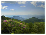 Rhododendron Tree Flowering At Craggy Gardens, Blue Ridge Parkway, North Carolina-Paper Art-18,,X14,,