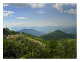 Rhododendron Tree Flowering At Craggy Gardens, Blue Ridge Parkway, North Carolina-Paper Art-26,,X20,,