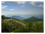 Rhododendron Tree Flowering At Craggy Gardens, Blue Ridge Parkway, North Carolina-Paper Art-34,,X26,,