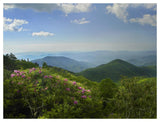 Rhododendron Tree Flowering At Craggy Gardens, Blue Ridge Parkway, North Carolina-Paper Art-50,,X38,,
