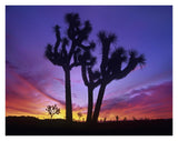 Joshua Trees At Sunrise Near Quail Springs, Joshua Tree National Park, California-Paper Art-34,,X26,,
