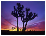 Joshua Trees At Sunrise Near Quail Springs, Joshua Tree National Park, California-Paper Art-50,,X38,,