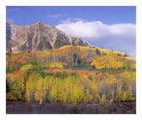 Quaking Aspen Forest In Autumn, Marcellina Mountain, Raggeds Wilderness, Colorado-Paper Art-24,,X20.26,,
