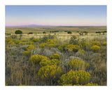 Broomweed Growing Among Prairie Grasses, Apishapa State Wildlife Refuge, Colorado-Paper Art-22,,X18,,