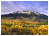 East Beckwith Mountain And Trees In Fall Color, Gunnison National Forest, Colorado-Paper Art-50,,X38,,