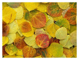 Fallen Autumn Colored Aspen Leaves On The Ground Covered In Dew Droplets, Colorado-Paper Art-18,,X14,,
