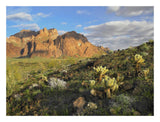 Opuntia Cactus And Other Desert Vegetation, Kofa National Wildlife Refuge, Arizona-Paper Art-26,,X20,,