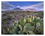 Opuntia Cactus, Chisos Mountains, Big Bend National Park, Chihuahuan Desert, Texas-Paper Art-18,,X14,,