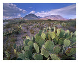 Opuntia Cactus, Chisos Mountains, Big Bend National Park, Chihuahuan Desert, Texas-Paper Art-26,,X20,,
