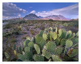 Opuntia Cactus, Chisos Mountains, Big Bend National Park, Chihuahuan Desert, Texas-Paper Art-34,,X26,,