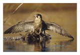 Peregrine Falcon Adult In Protective Stance Standing On Downed Duck, North America-Paper Art-26,,X18,,