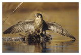 Peregrine Falcon Adult In Protective Stance Standing On Downed Duck, North America-Paper Art-38,,X26,,