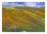 California Poppy Covered Hillside, Spring, Tehachapi Hills Near Gorman, California-Paper Art-24,,X17.4,,