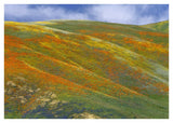 California Poppy Covered Hillside, Spring, Tehachapi Hills Near Gorman, California-Paper Art-42,,X30,,