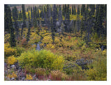 Beaver Pond Amid Boreal Forest, Tombstone Territorial Park, Yukon Territory, Canada-Paper Art-26,,X20,,