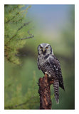 Northern Hawk Owl Perching In A Tree, Circumpolar Species, British Columbia, Canada-Paper Art-18,,X26,,