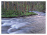 Gibbon River Rapids Popular River For Trout Fishing, Yellowstone National Park, Wyoming-Paper Art-34,,X26,,