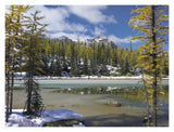 Boreal Forest In Light Snow, Opabin Plateau, Yoho National Park, British Columbia, Canada-Paper Art-18,,X14,,
