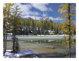 Boreal Forest In Light Snow, Opabin Plateau, Yoho National Park, British Columbia, Canada-Paper Art-26,,X20,,