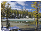 Boreal Forest In Light Snow, Opabin Plateau, Yoho National Park, British Columbia, Canada-Paper Art-34,,X26,,
