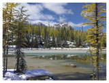Boreal Forest In Light Snow, Opabin Plateau, Yoho National Park, British Columbia, Canada-Paper Art-42,,X32,,